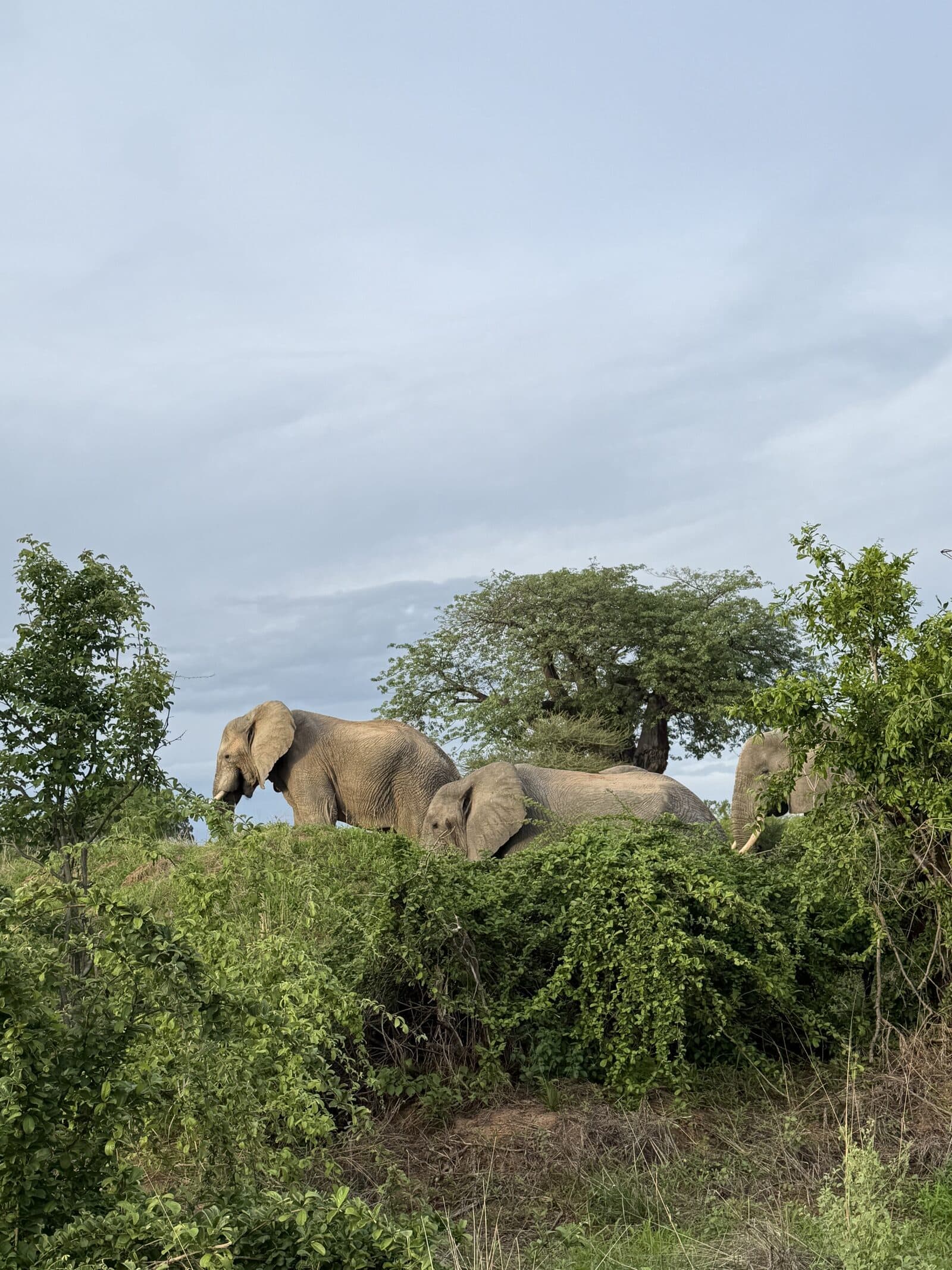 Ruaha in the Green Season: Tanzania's Best-Kept Secret