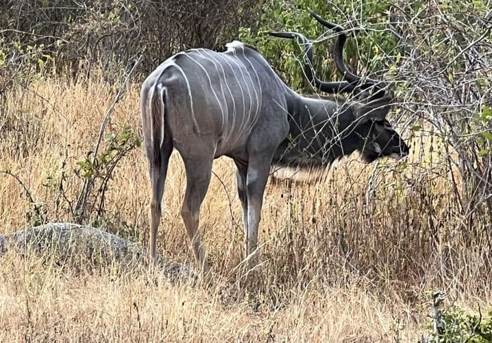 Selous Game Reserve (Nyerere National Park)