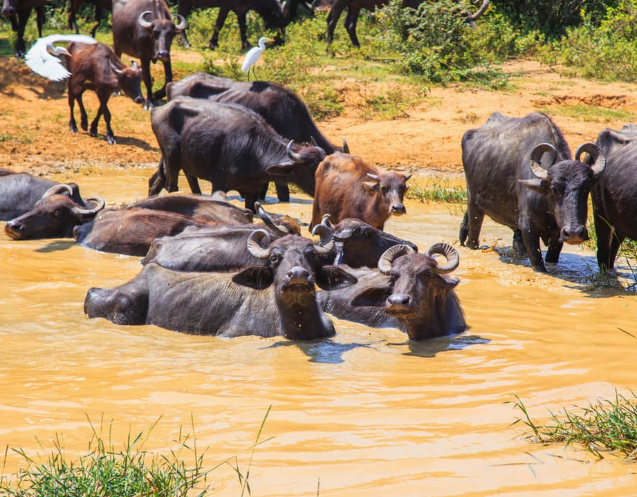 Cape Buffalo