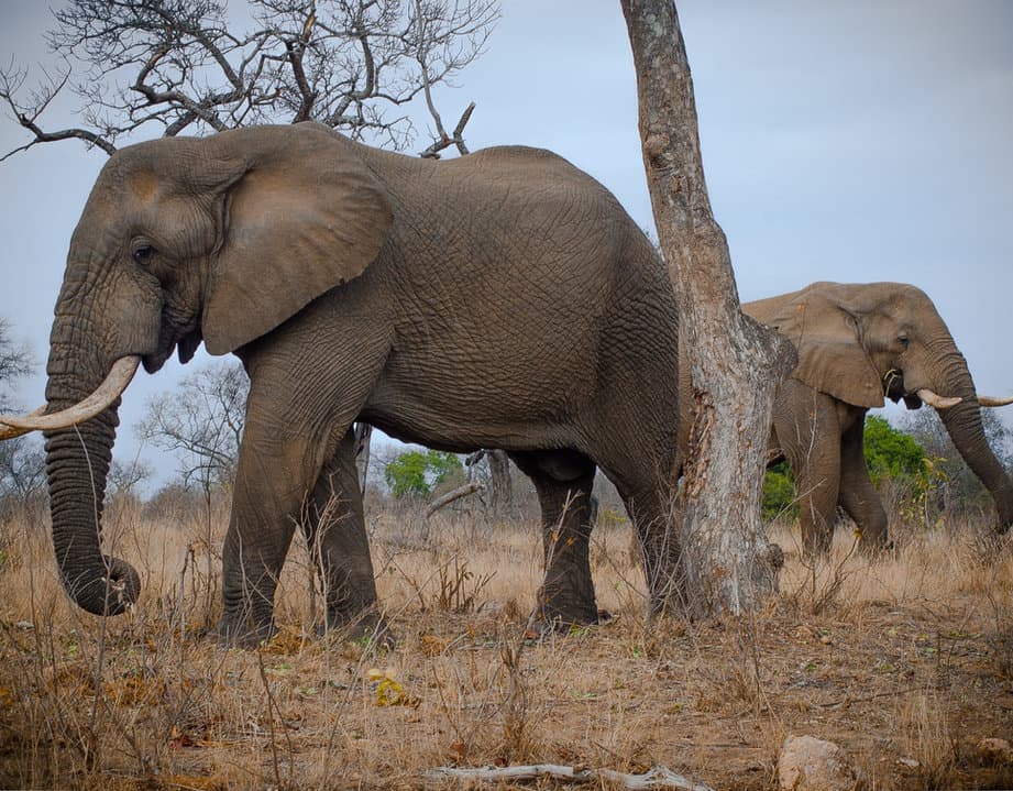 Elephant