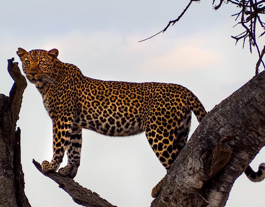 Leopard