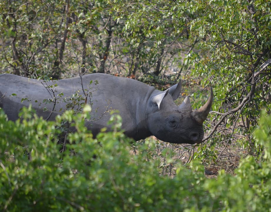 Rhinoceros