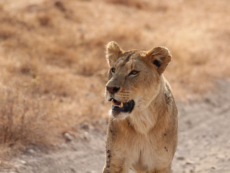 Serengeti Safari Adventure