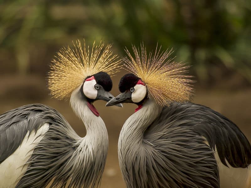 Arusha National Park Hike