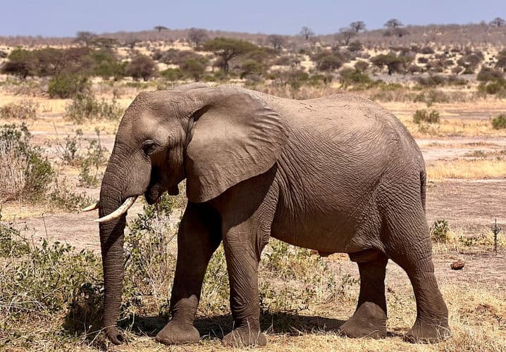 Tarangire National Park