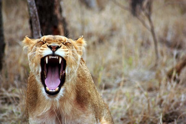 The Big Five