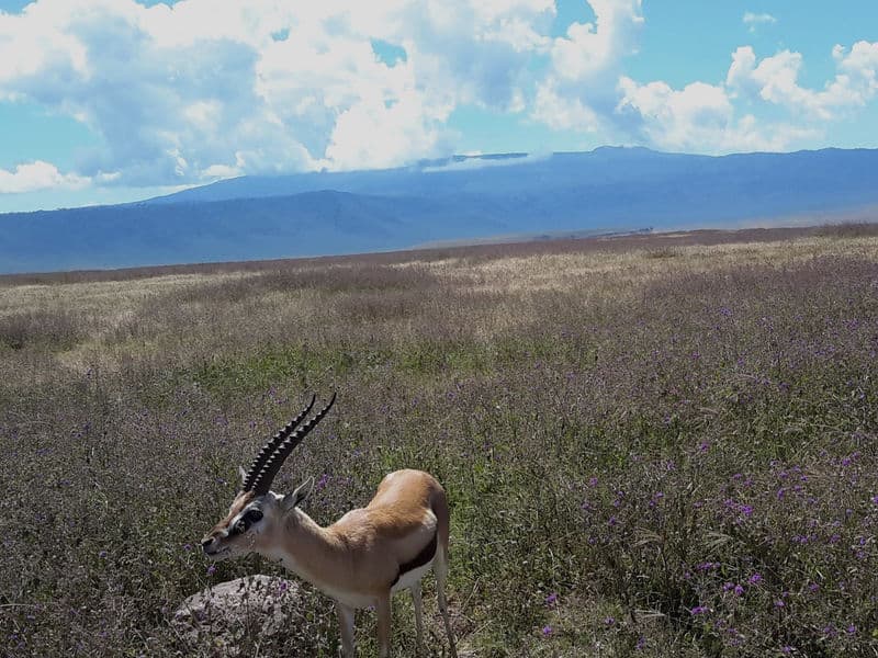 Ngorongoro Crater Exploration