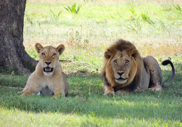 Mikumi National Park