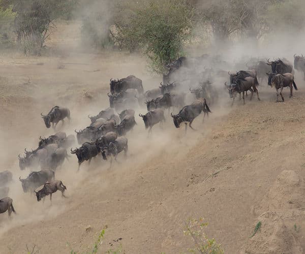 Great Migration 2