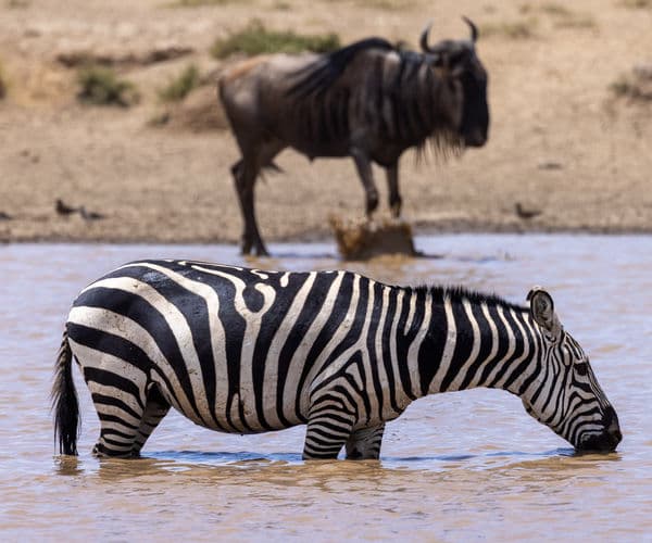 Great Migration 3