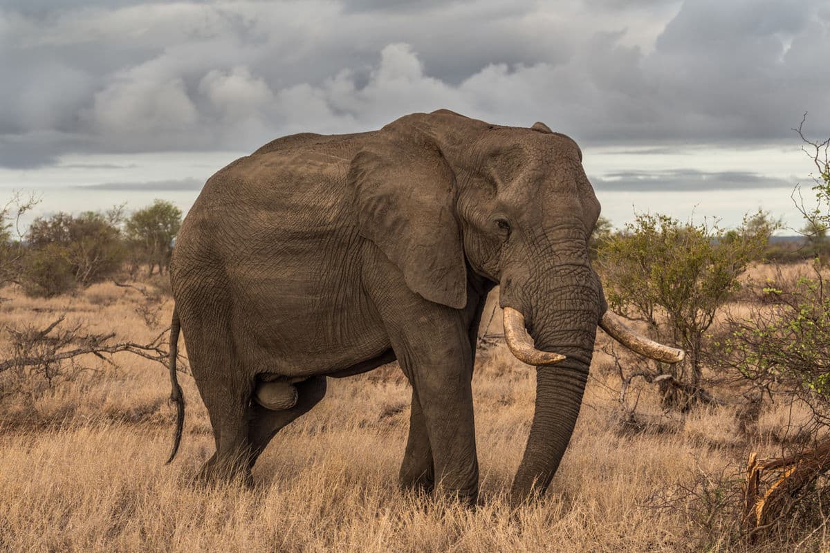 Elephant in the wild